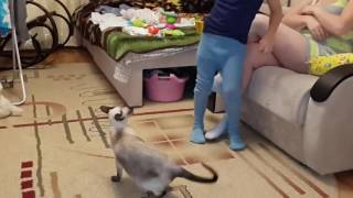 Смешная кошка! Нападение кошки.