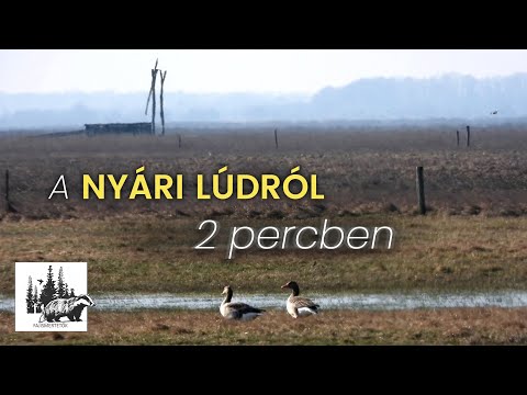 Nyári lúd