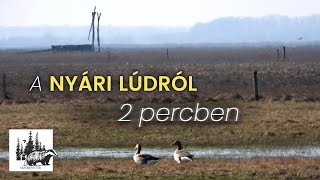 Nyári lúd – fajismertető videó