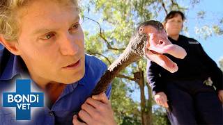Prison Inmates Care For Injured Black Swan | Bondi Vet