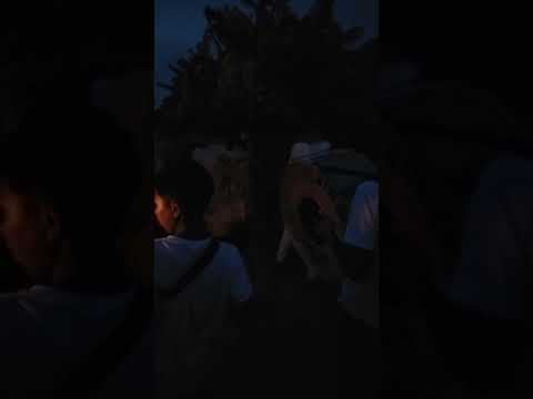 Santa Lucía Patrona de Puerro Pinillos Bolívar Colombia 1123