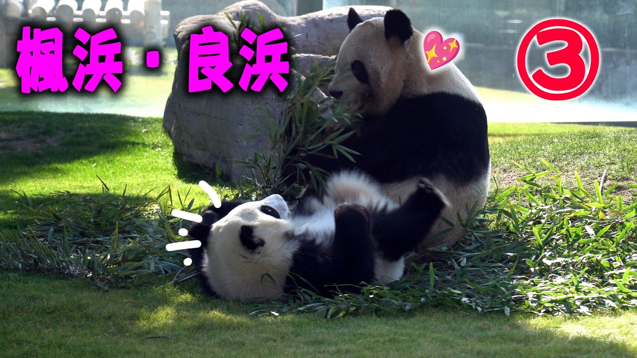 【ママと一緒に輝いた日々③】アドベンチャーワールド・楓浜・絶対怒らない優しいママ良浜