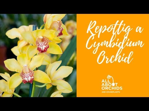 , title : 'Πως μεταφυτεύουμε μια ορχιδέα Cymbidium. Repotting a cymbidium orchid.'