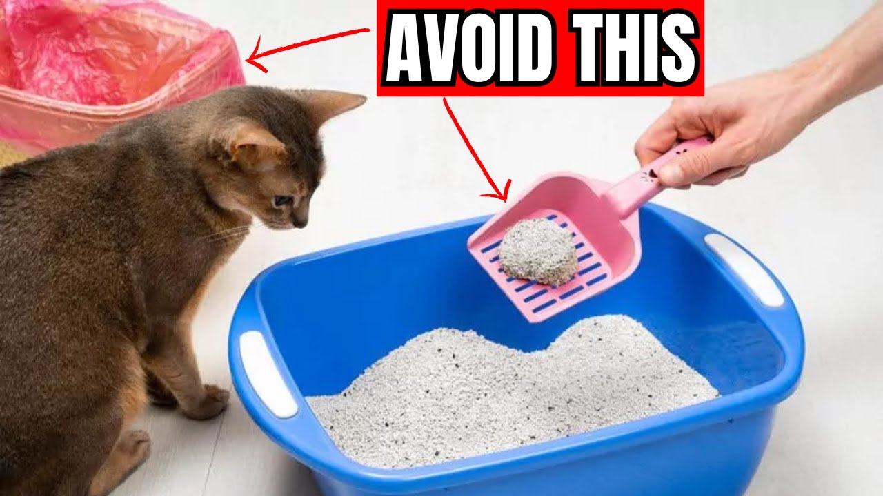 Never make THESE MISTAKES with YOUR CAT'S LITTER BOX! 😿🔥