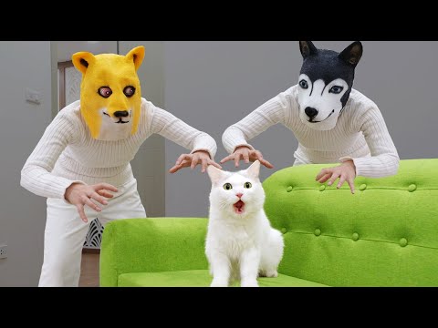 Cats vs Husky and Shiba Inu