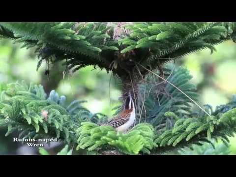 Campylorhynchus rufinucha