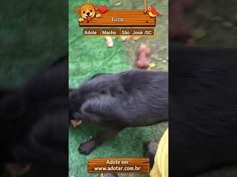 Vídeo de Tuco