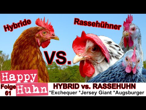 E61 Pedigree Chickens vs. Hybrid Chickens - HAPPY CHICKEN - Chicken Breeds Compared - A Direct Co...