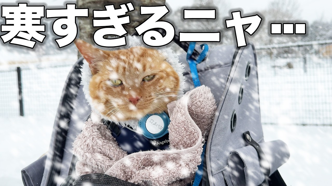 寒すぎてテンションが上がらない愛猫が可愛いんだがw