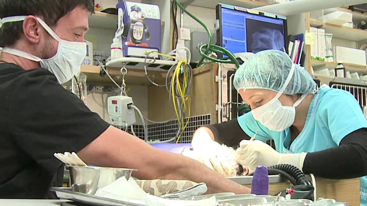 MAVS Health Services Demo