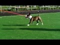 Gjunp Izum Miniature Bullterrier
