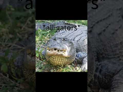 analyzing the green lizard #rainworld