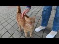 Orange Cat Meowing In A Low Voice Is So Cute