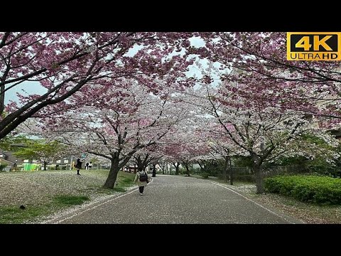 4K HDR // Japan Cherry Blossoms 2022