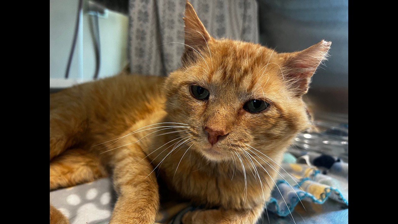 Enlarge Mikey, a Adoptable Domestic Medium Hair in Nashville, IN video 6/6
