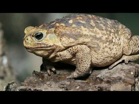 PERIGO! Espécie de Sapo Mais Perigosa do Mundo Invadem Taiwan!