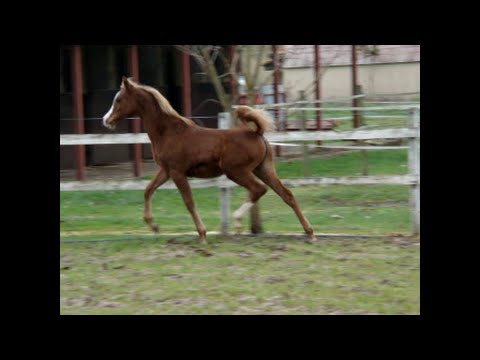 Arabian horse, pur sang arabe : Mona Lisa SH 2015 filly-SOLD