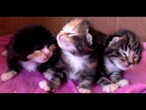 Newborn Kittens with Eyes Closed