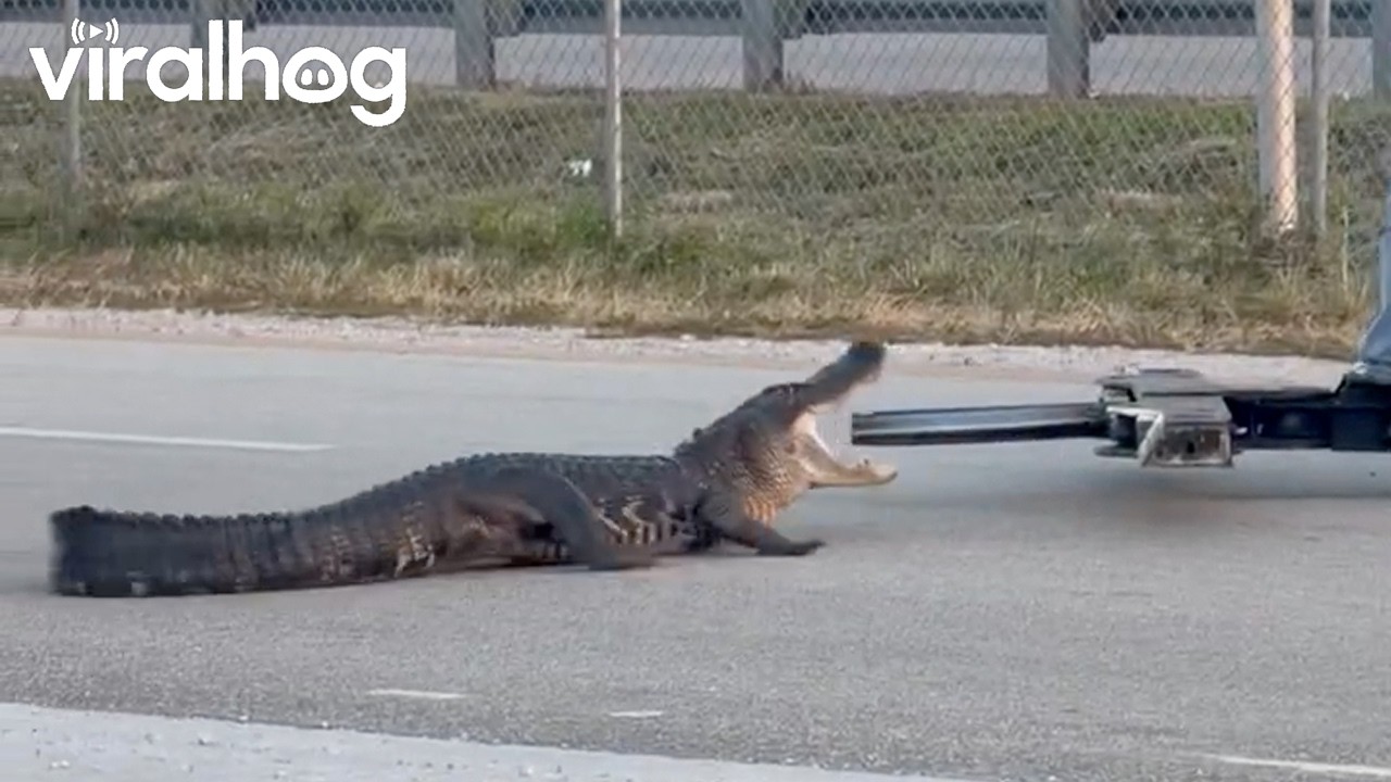 Alligator on Florida Road || ViralHog