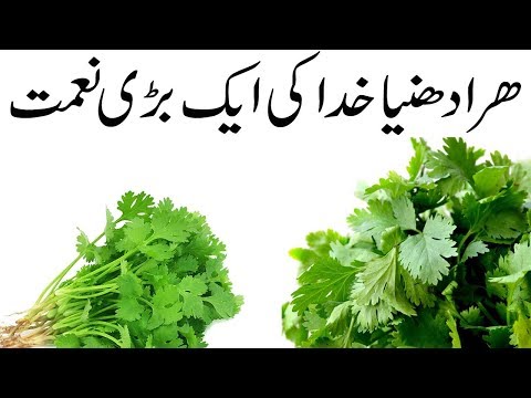 fogyás gyógynövény tippek urdu nyelven)