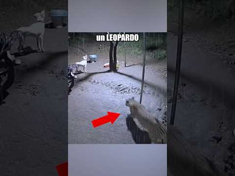 La REACCIÓN de este PERRITO al ver a un LEOPARDO es IMPACTANTE 😱