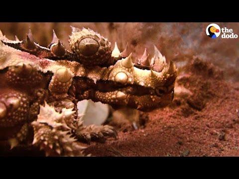 This 'Thorny Devil' Drinks Water Through His Feet