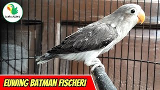 Download lagu LOVEBIRD EUWING BATMAN FISCHERI mp3