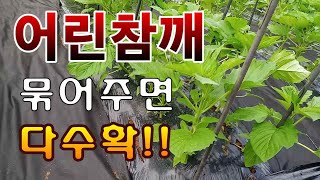 [텃밭농부.701]  참깨는 어릴때 묶어줘야 다수확한다. #참깨재배 #참깨재배방법