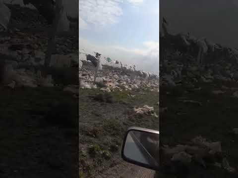 2:30 comprando camionetas y metro llevando a 3 km de viedma rionegro más conocido por la cuchilla 🇦🇷