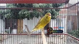 Download lagu Kenari Isian Full Sanger (Prestasi) 'GREENESA' - SKC JOGJA mp3