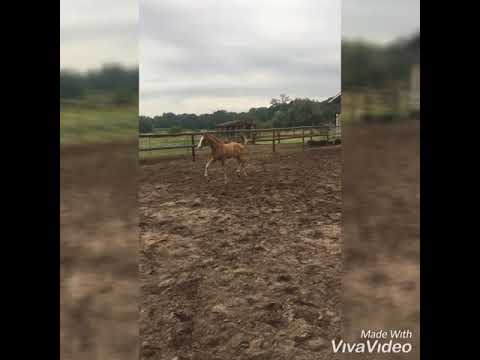 For Sale Hengst Fohlen Callaho‘s Benicio/Londonderry Hengstanwärter zu verkaufen stallion filly