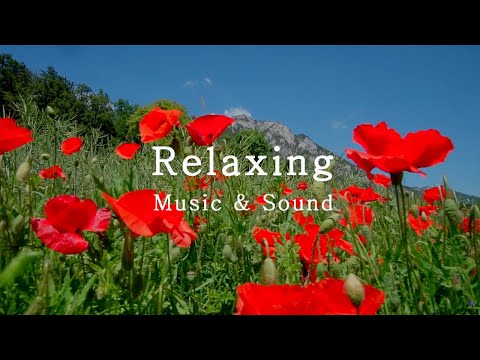 3Hrs Schumann 'Traumerei' l Relaxing Music l Beautiful Piano l Soothing l Calm