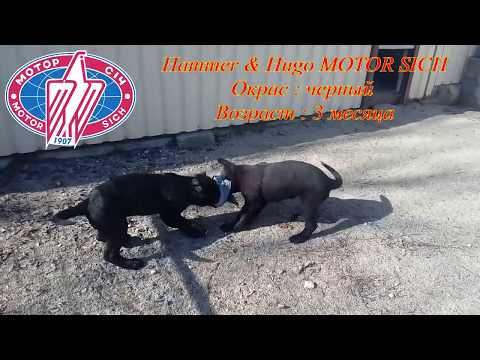 Hammer & Hugo MOTOR SICH. Питомник Мотор Сич.