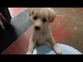 Sweety Wants Biscuit How Cute She Asks Doglover Shorts Ytshorts Trending