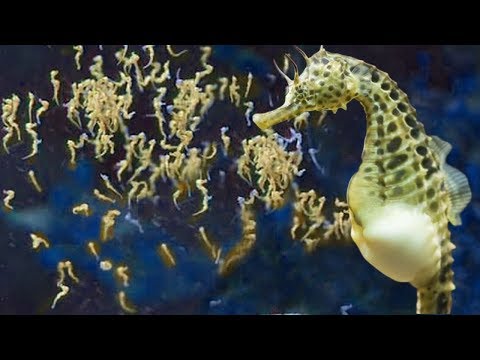 image-Do seahorses lay eggs or give birth?