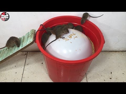 Balloon Water Bottle Mouse Trap/How to make a Mouse Trap Handmade with PVC Water Pipe/Trap Show