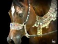 Il cavallo perfetto: il Purosangue Arabo 