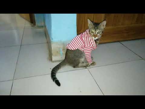 আমার অনেক শখের বিড়াল ছিল সে🐱🐱 # CAT #simba