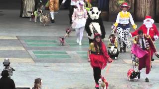 preview picture of video 'Carnaval canino 2013, Las palmas de Gran Canaria'