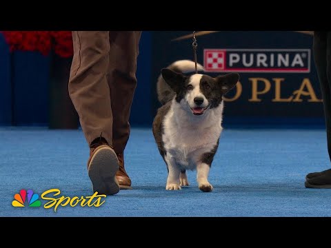 National Dog Show 2025: Herding Group (Full Judging) | NBC Sports