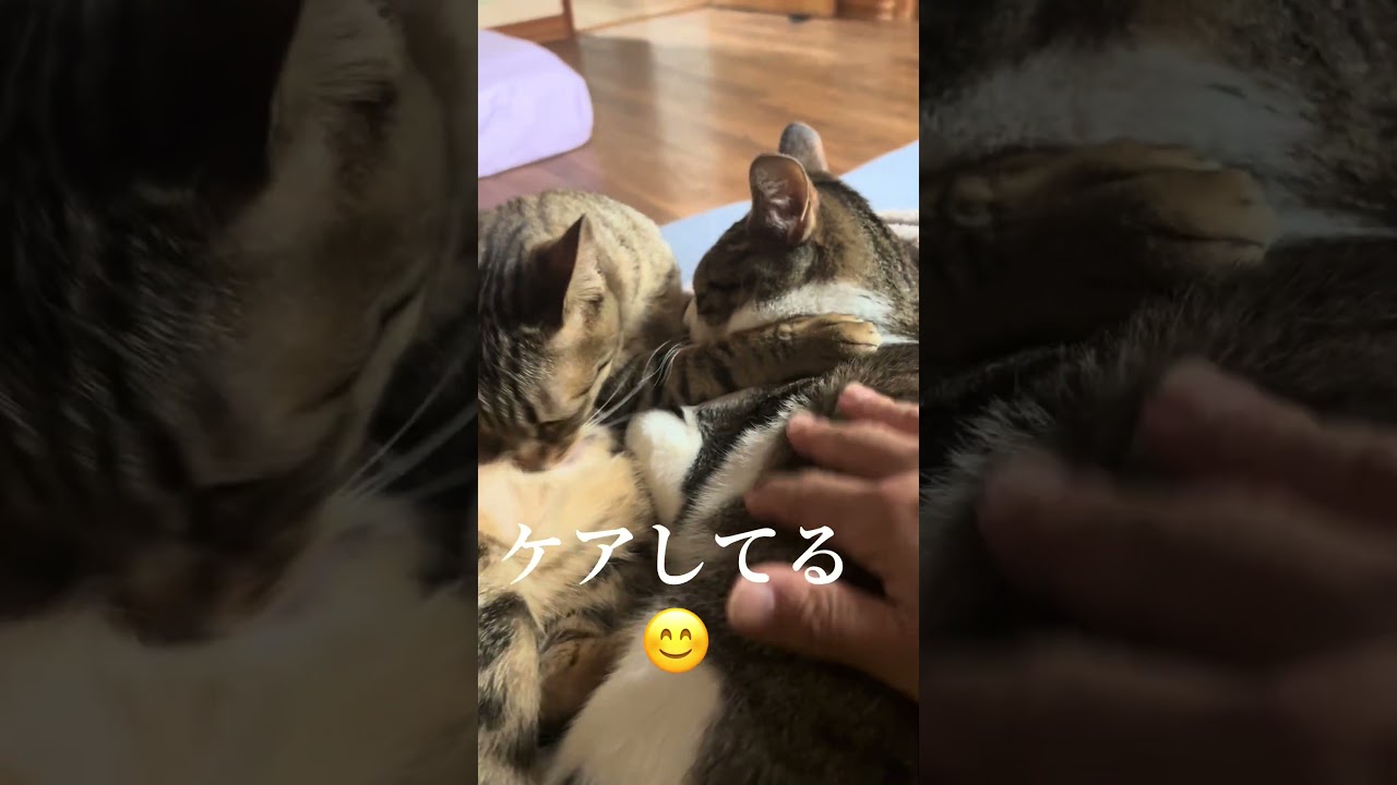 女の子が男の子を優しくケアしています😌生後10ヶ月 #保護猫 #里親 #猫のいる暮らし  #今日のにゃんこ