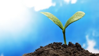 הרחמים הגדולים | אבני דרך יסודות ועיונים בדרכו ותורתו של רבי נחמן מברסלב זיע"א