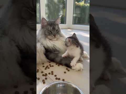 He Made a Mess… Then Hid in Dad’s Fluff! 😹🐾