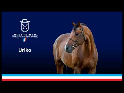 Uriko - Untouchable x Lavito, Holsteiner Verbandshengste 2019