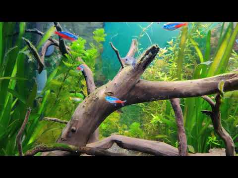 Watch Video on YouTube