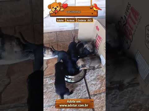 Vídeo de costelinha 