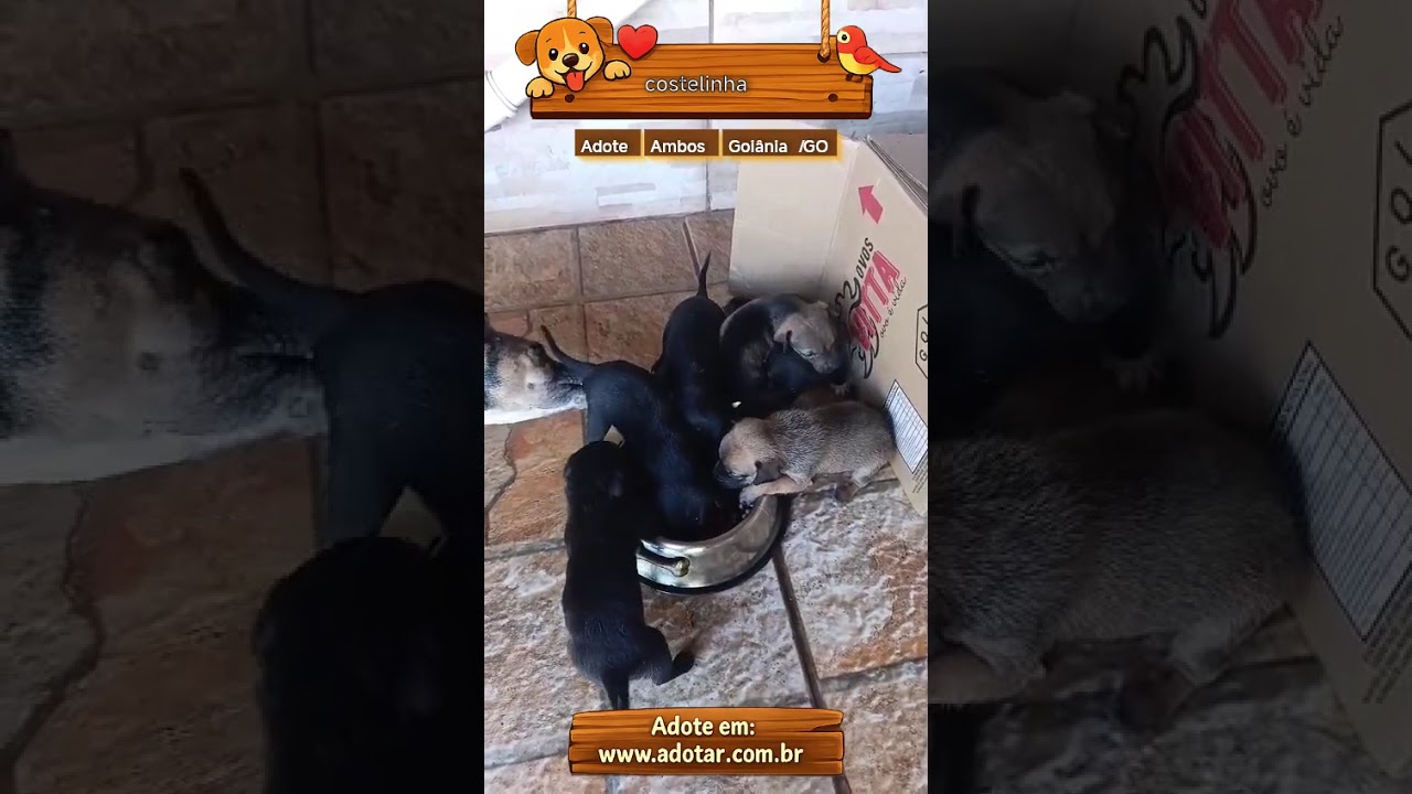 Cachorro raça SRD-ViraLata idade Abaixo de 2 meses nome costelinha 