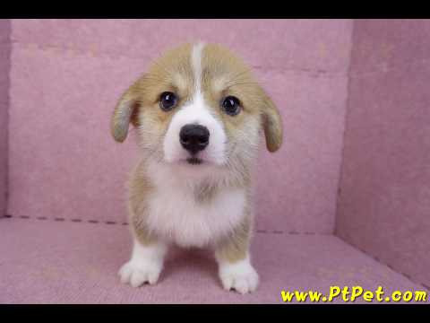 08/05雙色柯基犬母幼犬(台中潭子)