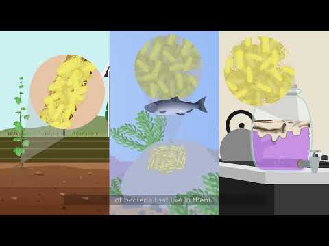 What are biofilms and why do they matter?