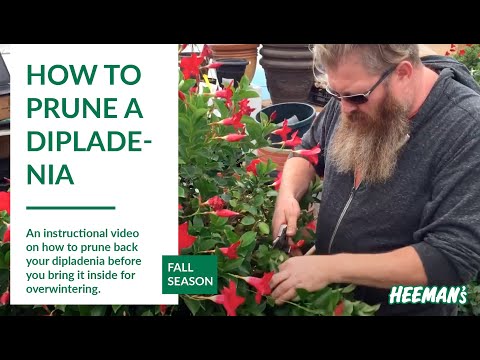 So beschneiden Sie eine Dipladenia